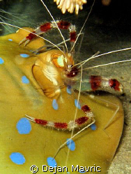 Shrimp cleaning ray's "ears" so he'll hear better :-)    ... by Dejan Mavric 